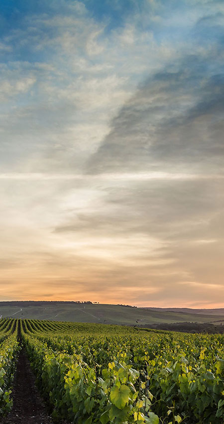Vignoble à Mardeuil près d'Epernay