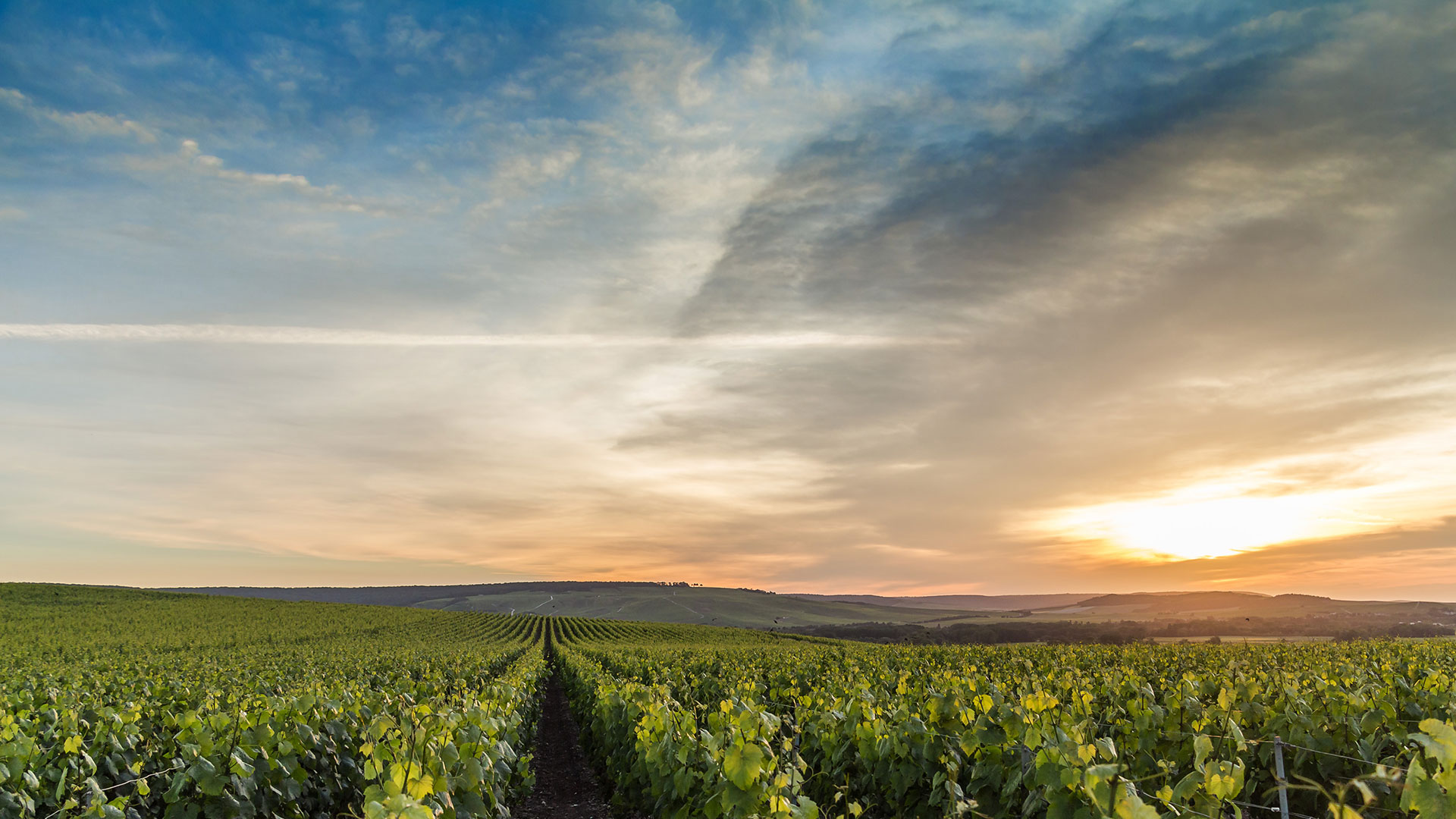 Vignoble à Mardeuil près d'Epernay