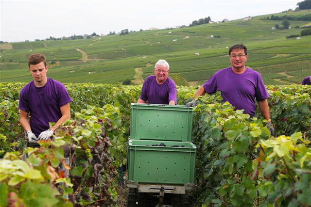 vendanges Maison Albert-Guichon