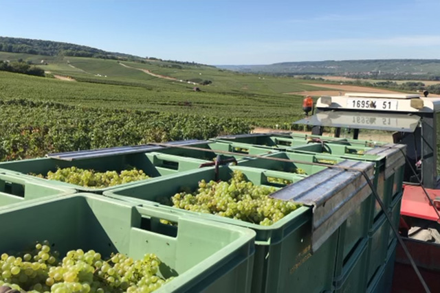 vendanges Maison Albert-Guichon