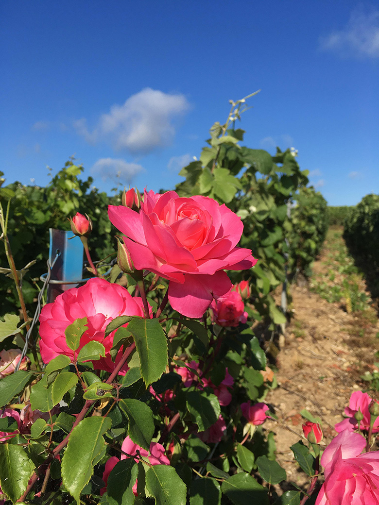 Vignoble de Champagne Maison Albert-Guichon