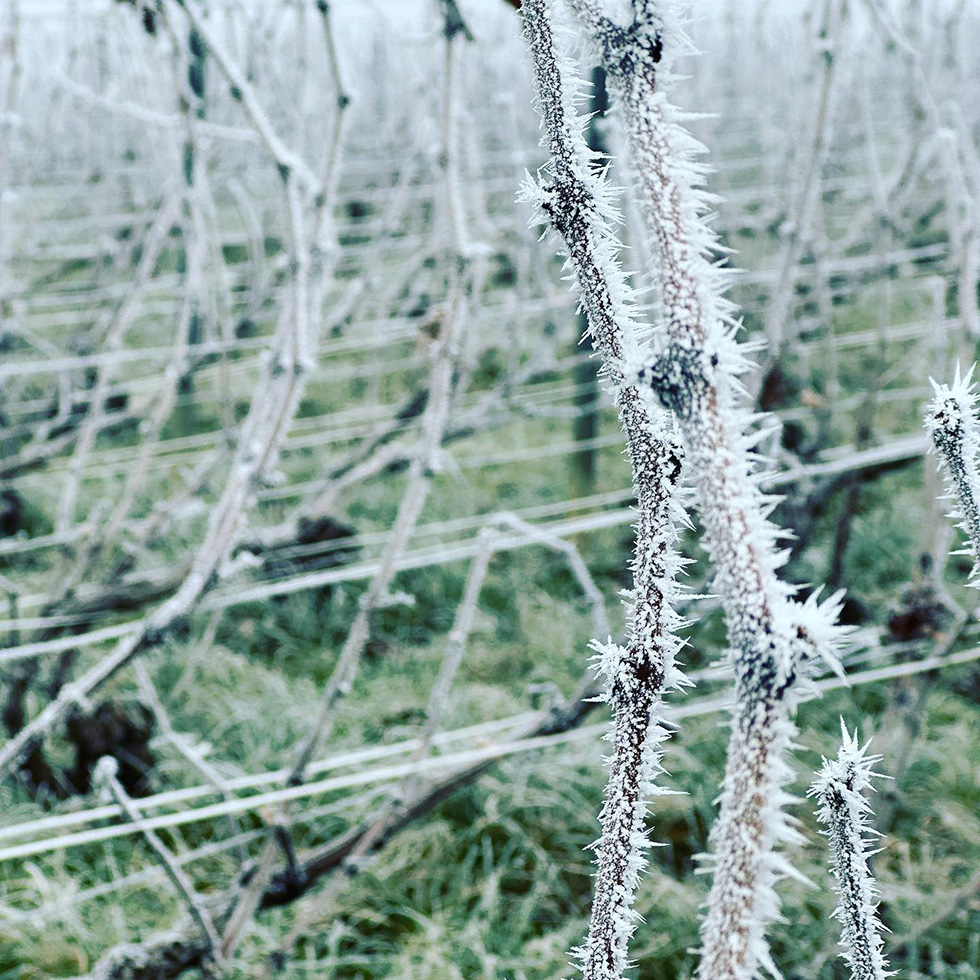 Champagne Albert Guichon